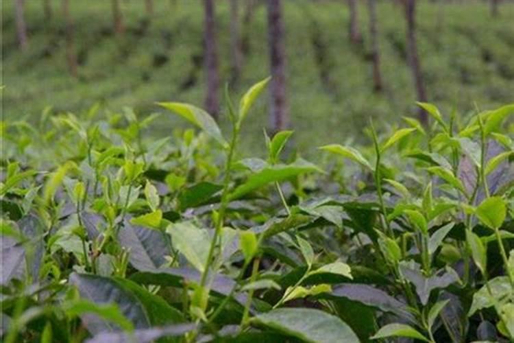茶树催芽壮芽用什么药最快