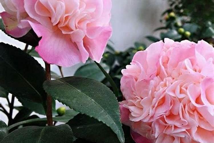 茶花十大忌 养茶花的十大忌有哪些