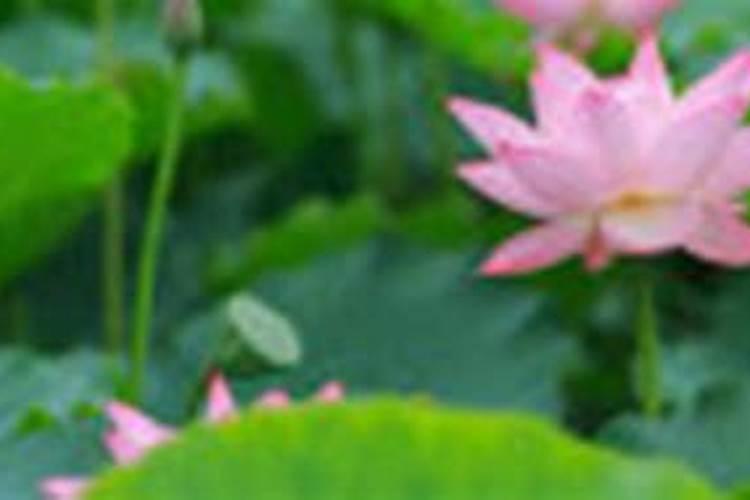 缸养荷花怎么施肥