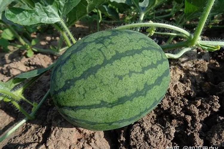 小发财树什么季节施肥最好 施肥多少合适
