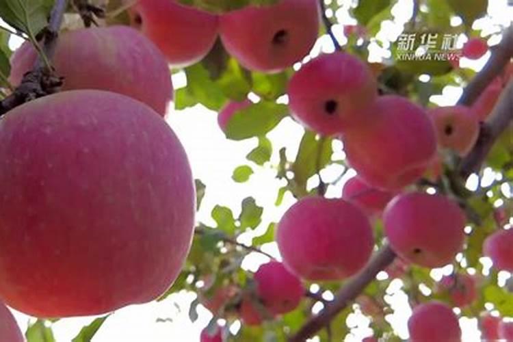 苹果施什么肥料好？叶面喷什么好？防裂叶面肥“金泰靓”