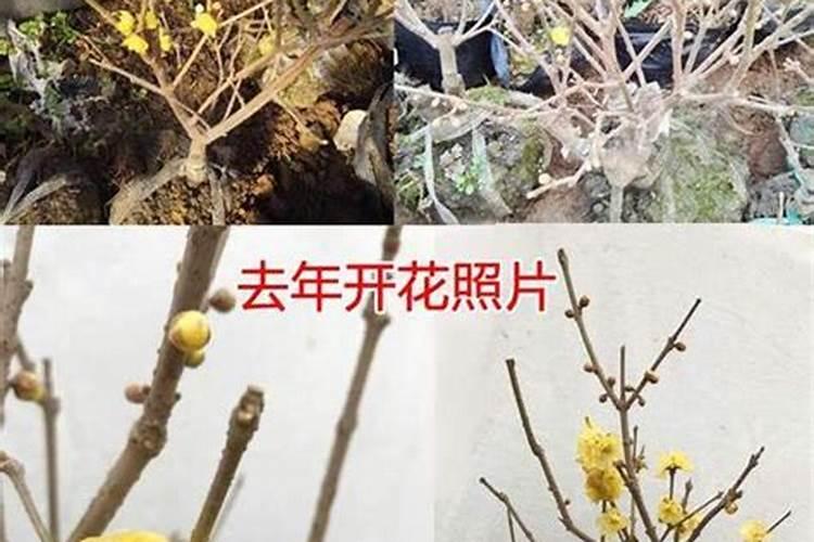 腊梅用什么肥料最好