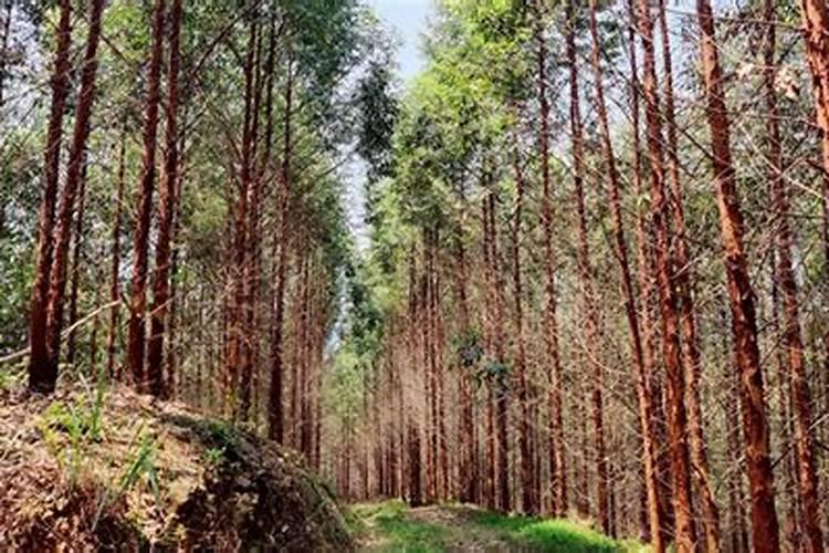 速生桉与红椿混种好吗