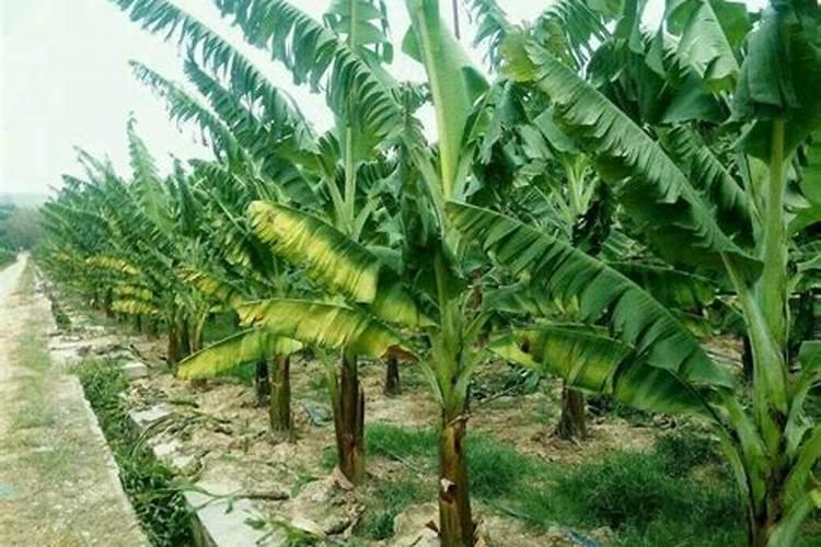 艳山姜冻死怎么办？