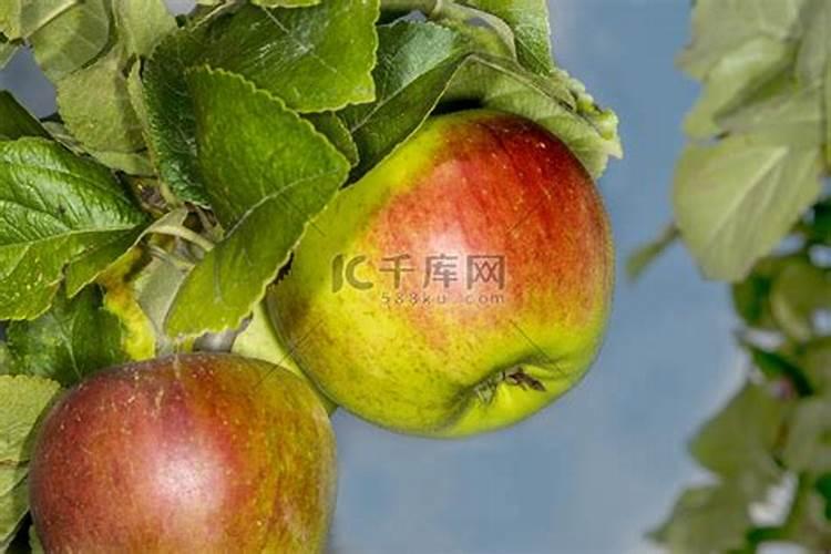 苹果树8月底能喷微量元素吗