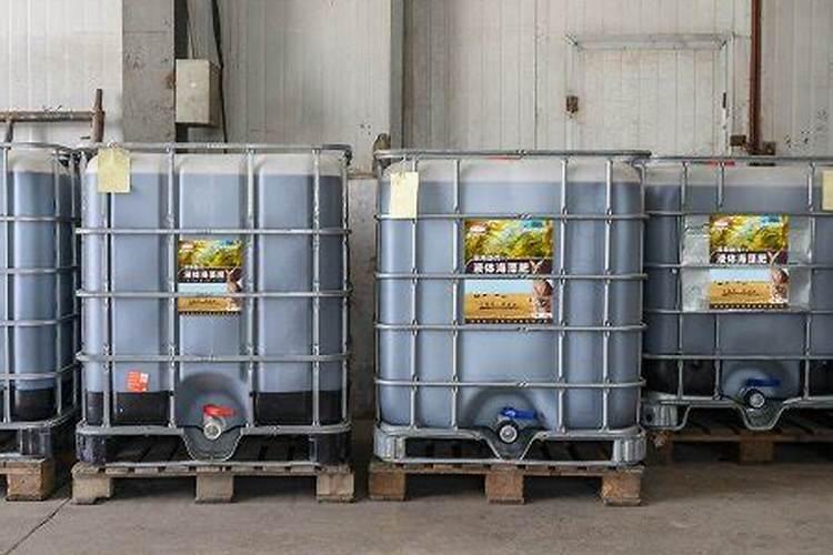 月季花骨朵插水里能开花吗