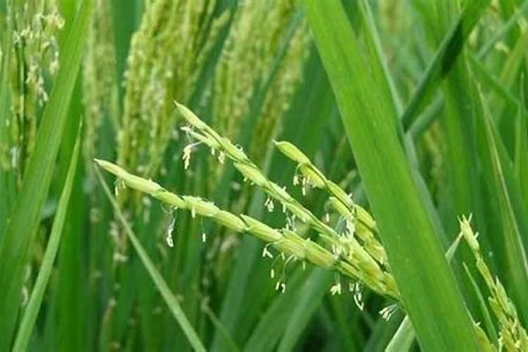 怎样处理橘子皮可以当做养花用的肥料？