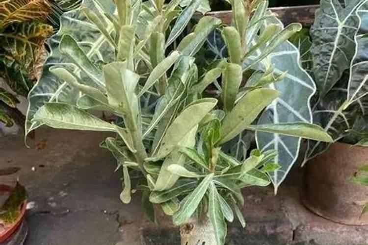 我买的裸根沙漠玫瑰栽上四天以后我就浇透水了,请问可以吗