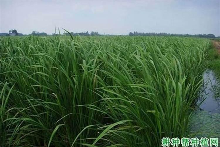 茭白反季节栽培技巧 茭白应该怎么养殖