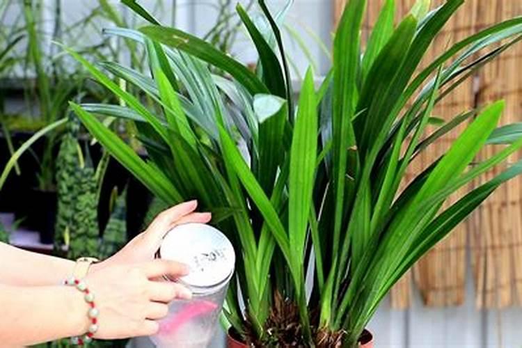 含腐植酸水溶肥是什么肥料？怎么使用？