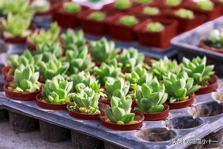 氨基酸水溶肥料的用法有哪些 氨基酸水溶肥使用禁忌