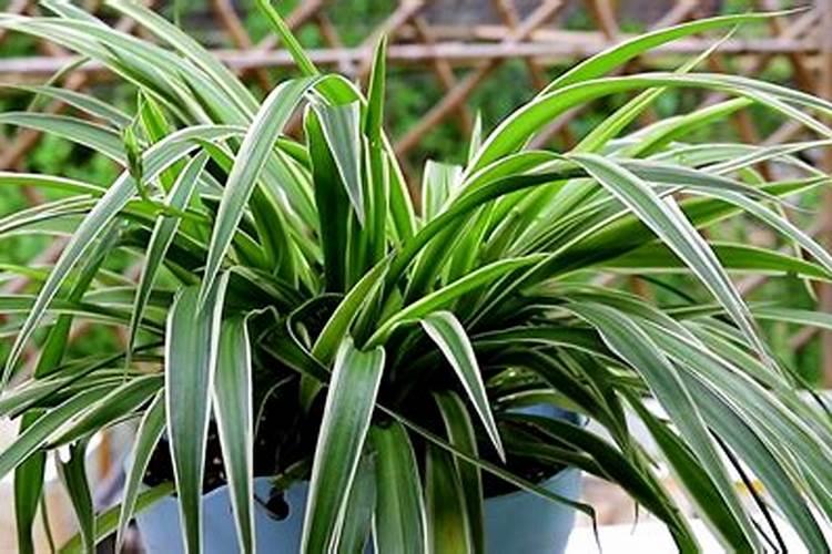 菜籽饼适合给什么菜施肥？ 菜籽饼施肥的植物介绍