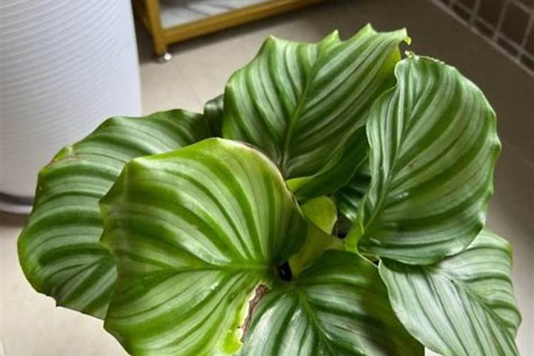 虾蟹养殖户如何有效防控青苔？