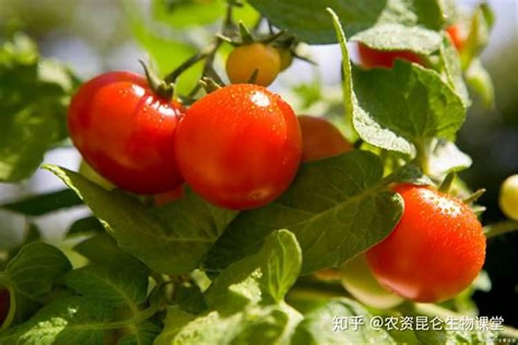 西红柿什么时间喷花最合适？喷授粉的生长调节剂。