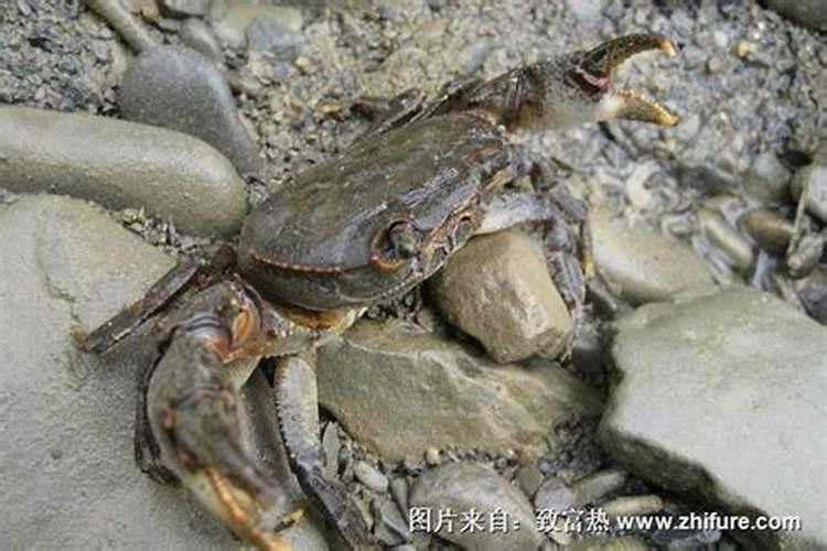 种植草莓用什么做底肥最好