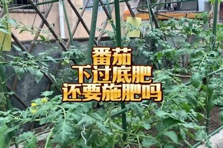 番茄如何施底肥