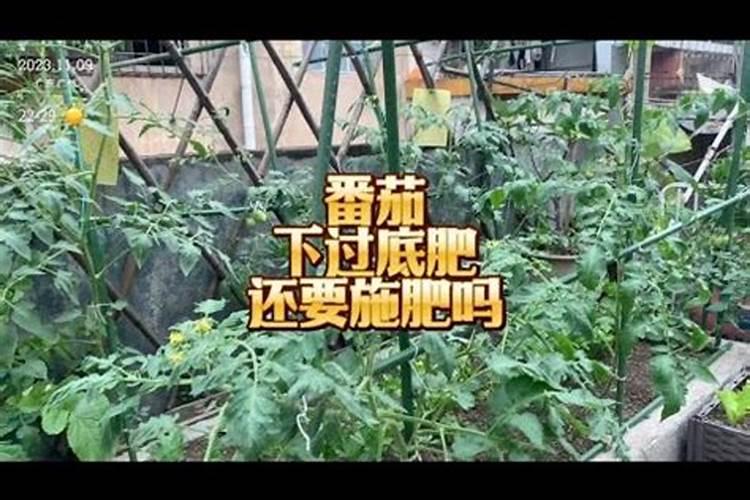 番茄追肥用什么肥料好