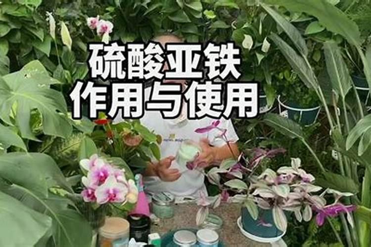 甜瓜移栽后苗弱淋什么肥好？