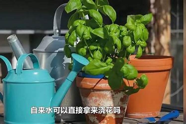 夏天生菜有臭味怎么处理？