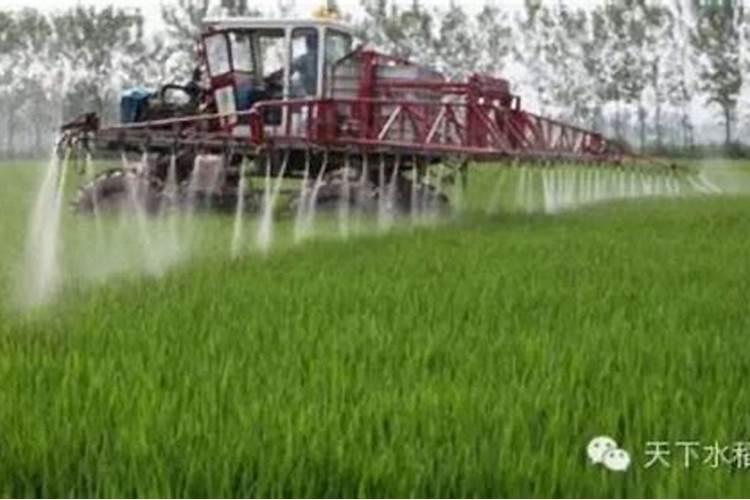 兽药壮长素从小猪开始正常喂多少天