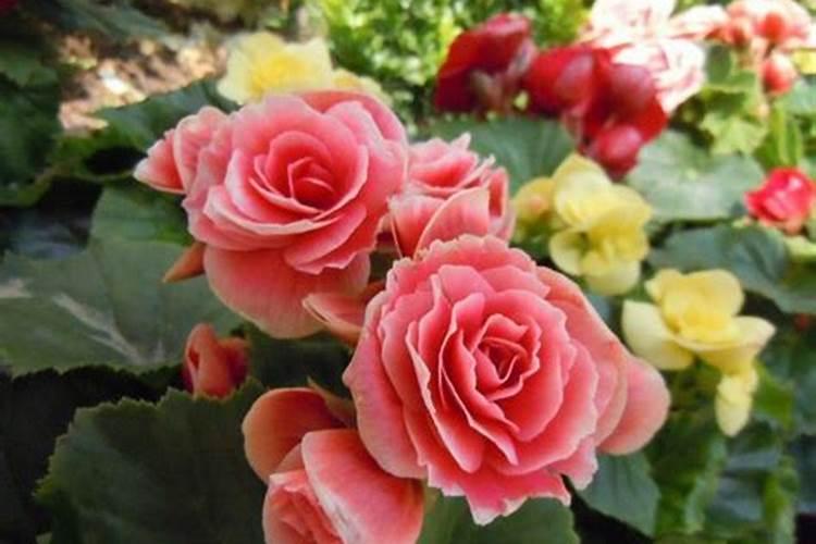 丽格海棠怎么施肥,幼苗期和花前施肥最好(薄肥勤施)