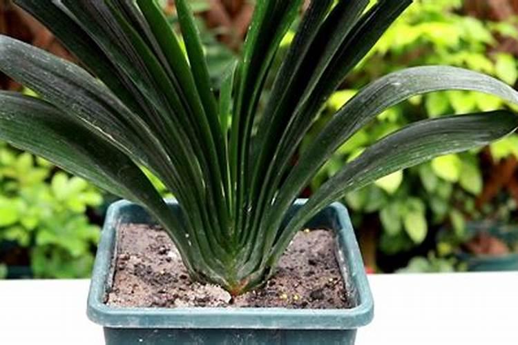 盛夏茄子施肥三要点