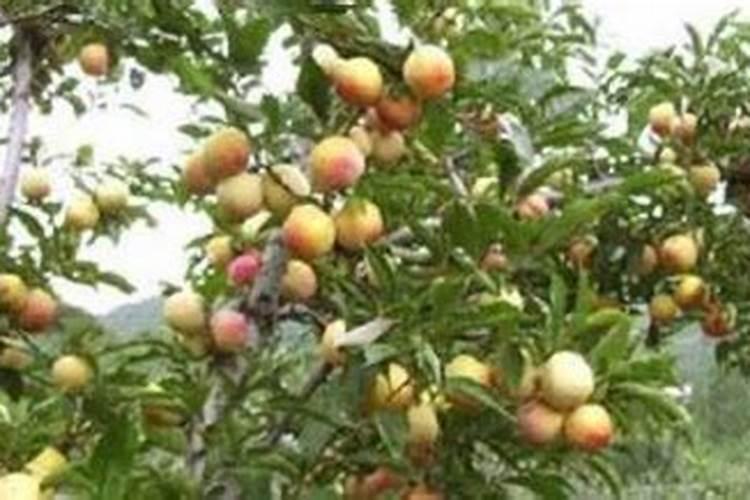 李子树施肥用什么肥料