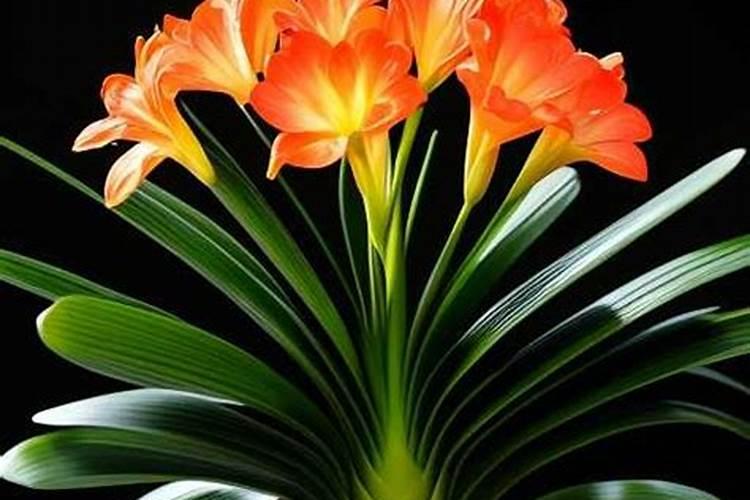 君子兰喜欢什么肥料