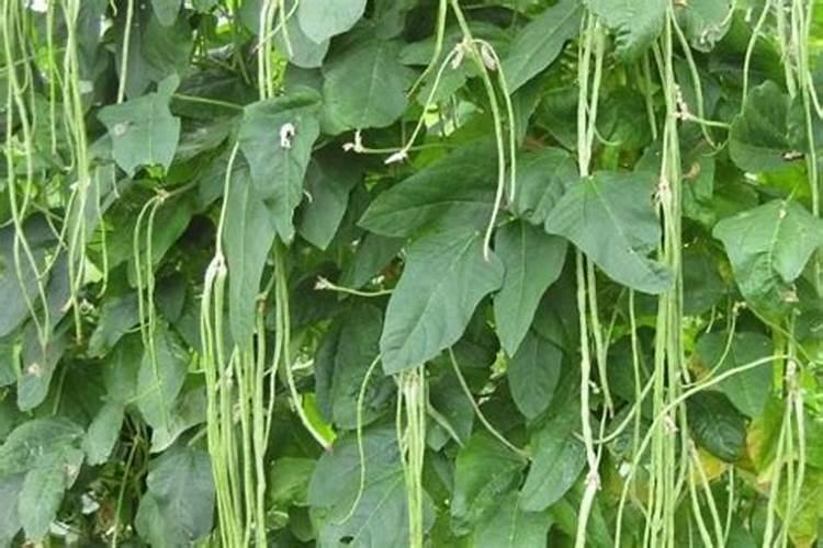 豆角施用水溶肥料技巧有哪些？
