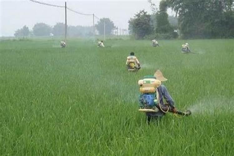 红枣加防腐剂和膨大剂吗？怎么看到街上卖的红枣都那么大还不实