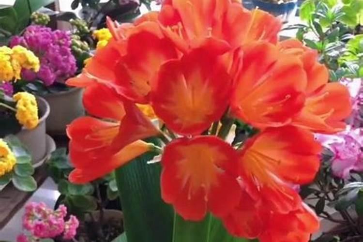 国内氨基酸水溶肥生产厂家有哪些？