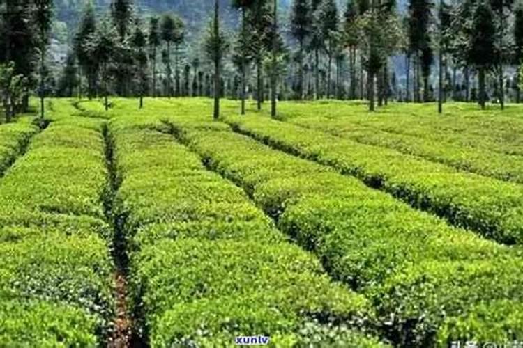 白茶种植方法和技术