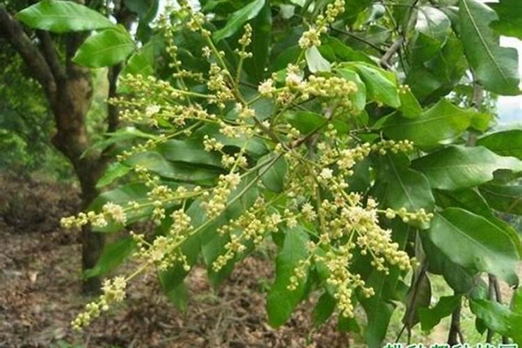 龙眼树什么时候施肥比较好