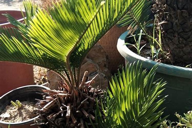 请问一下问梨是什么梨？