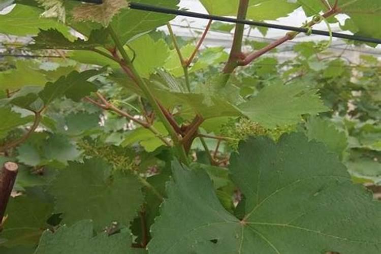 大棚黄瓜专用冲施肥使用技巧