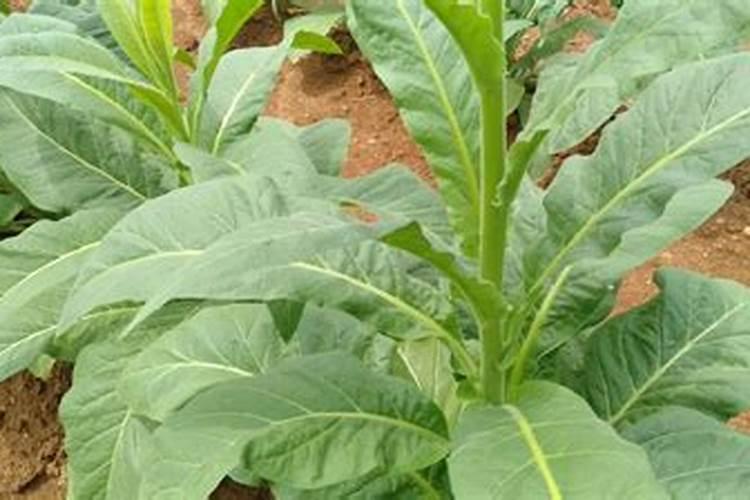 烟草花叶病用什么药