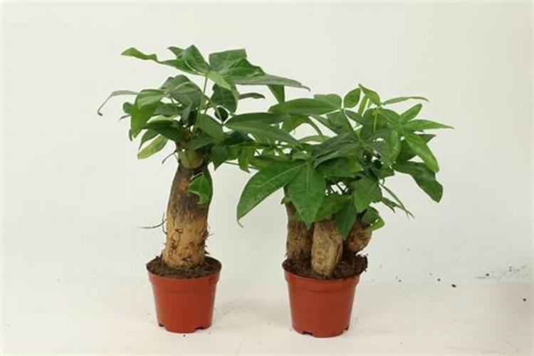 发财树可以施什么肥