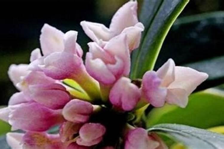 怎么样增加土壤的酸性(怎样调理能使土壤变成酸性土壤)