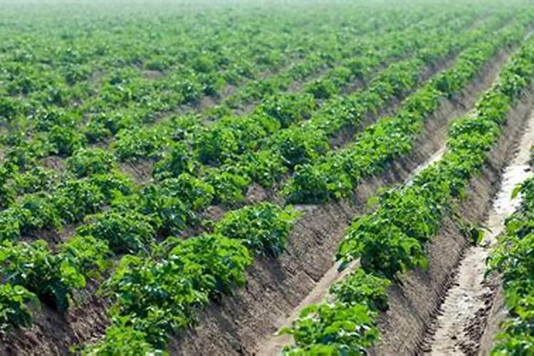 山药施肥应该补充什么微量元素？