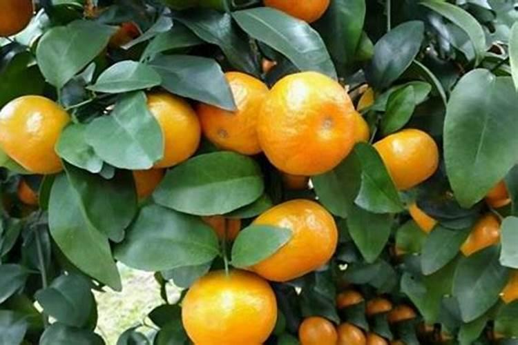 柑橘苗期施什么肥料