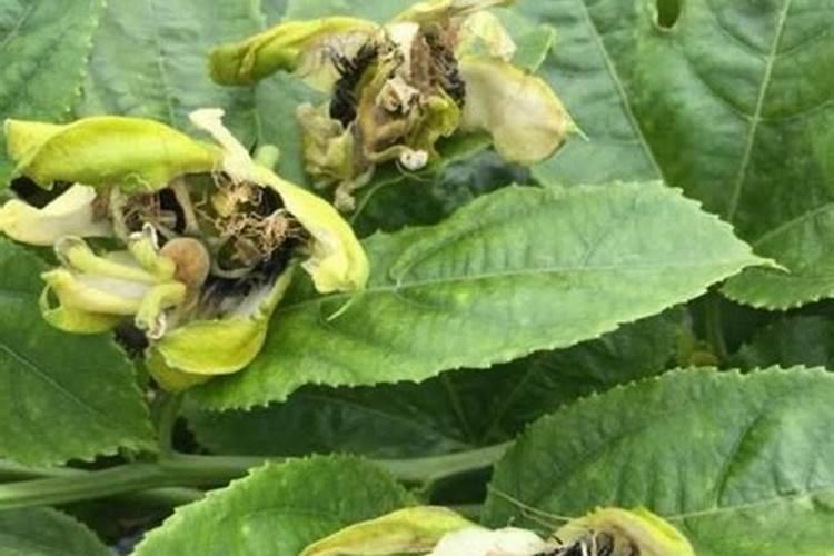 莜麦亩产多少斤？