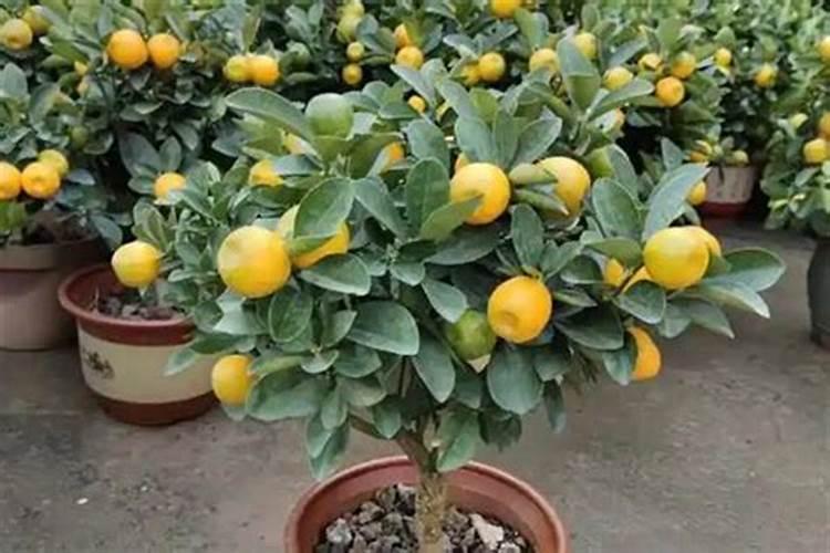 桔子树施肥叶子怎么变黄了,烂根处理更换盆土养护