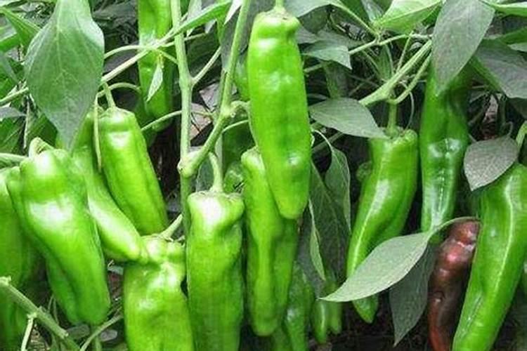 复合肥可以种花吗 复合肥能不能用来种花