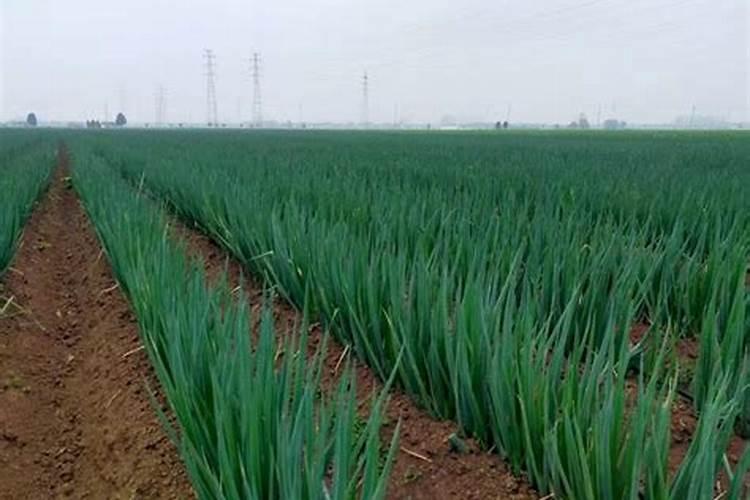 种大葱用什么肥料好