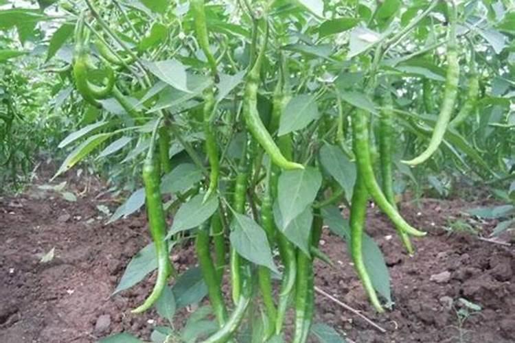 吊兰能施复合肥吗