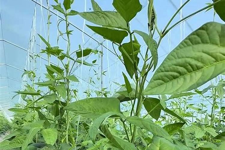 豆角保花保果用什么肥料好？豆角怎么施肥又长又直？