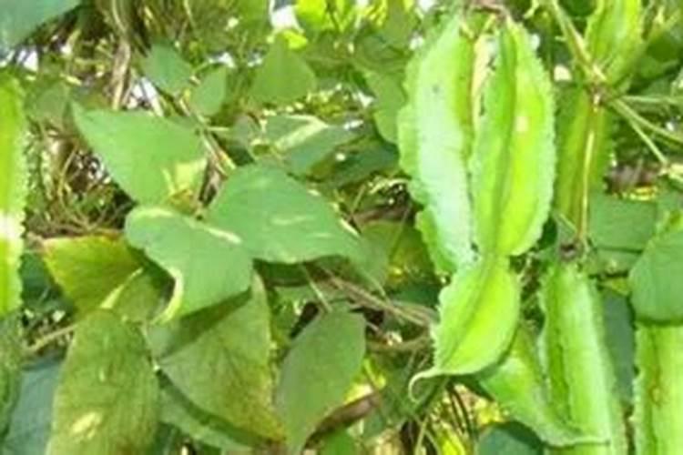 盆栽桂花怎么养