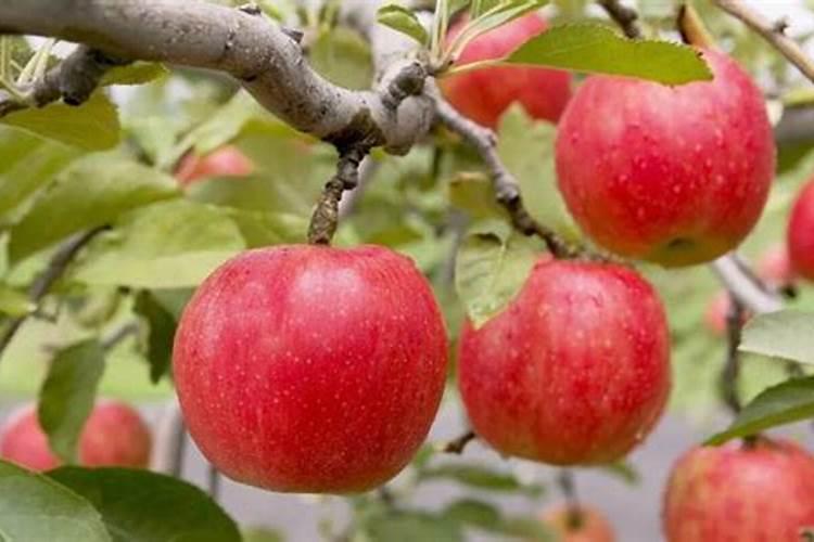 家里养的柠檬树为什么之只长叶子,不开花也不结果？