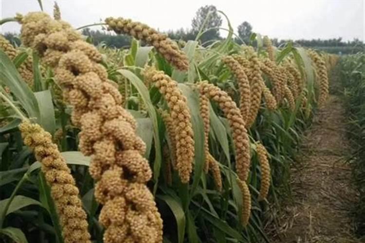 谷孑叶面肥氮肥什么时侯喷？酸二氢钾什么时候喷