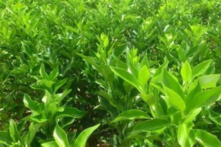 沃柑现在可以施肥吗